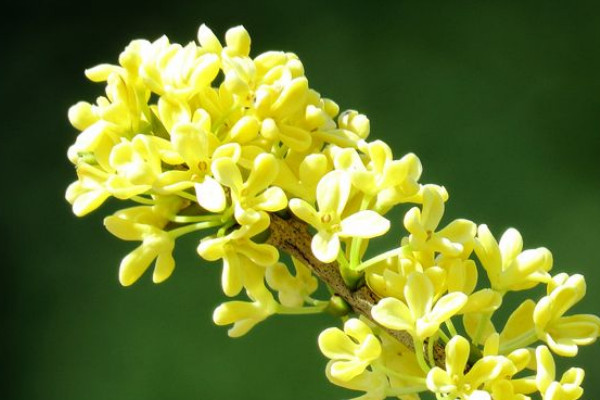 桂花樹如何過冬天