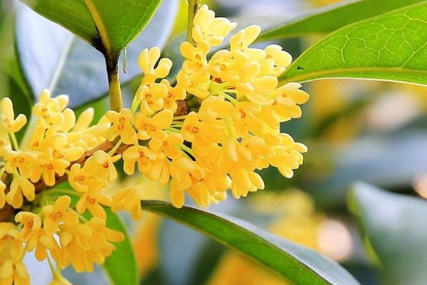 桂花葉子怎麼一碰就掉