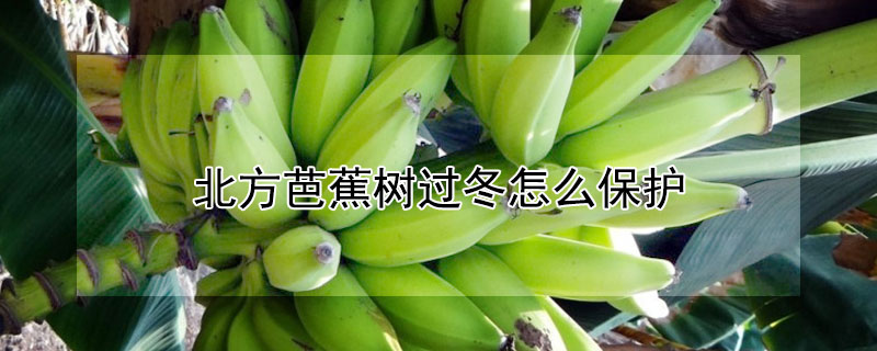 北方芭蕉樹過冬怎麼保護