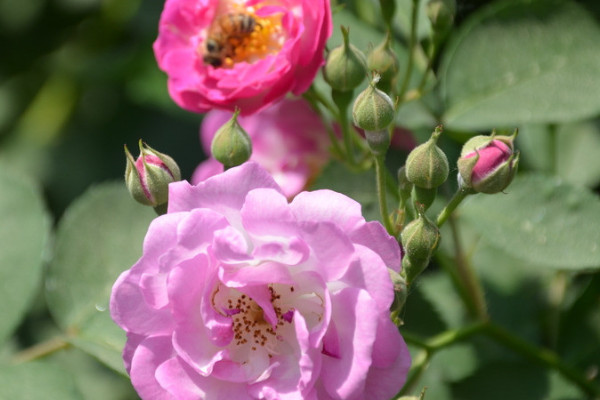 薔薇花冬天怎麼養