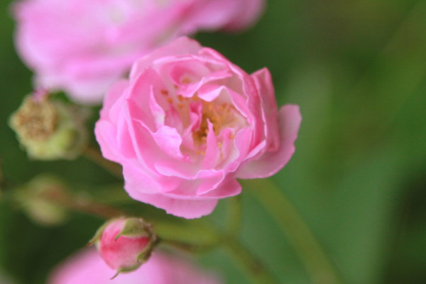 薔薇花怎麼水插