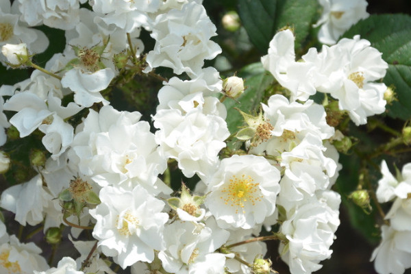 薔薇花怎麼澆水