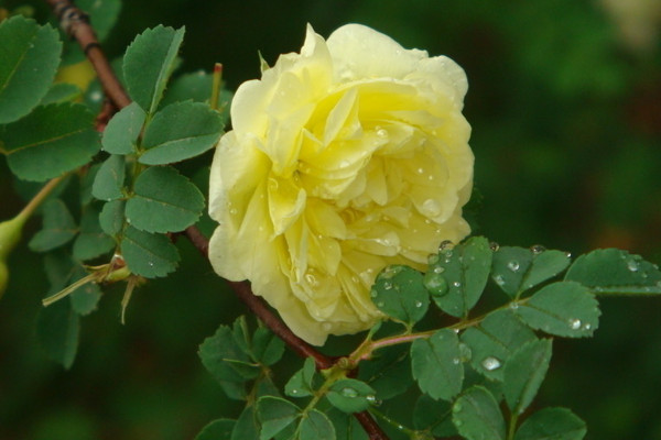 薔薇花怎麼扡插