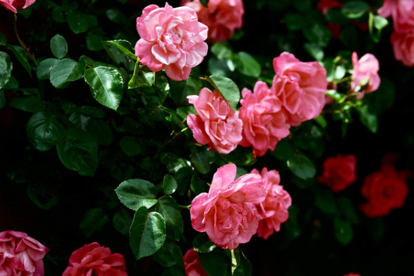 薔薇花怎麼扡插