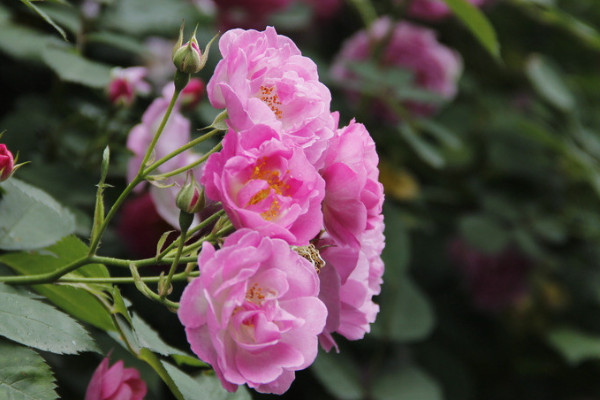 水養薔薇花的養殖方法