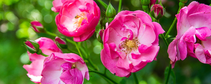 薔薇花爛根怎麼辦