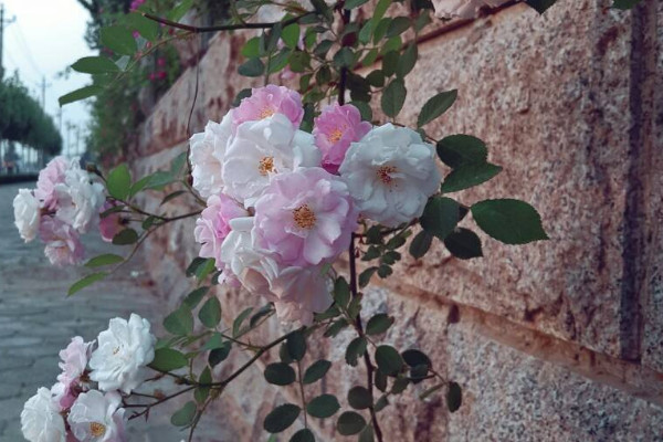 薔薇花為什麼黃葉子