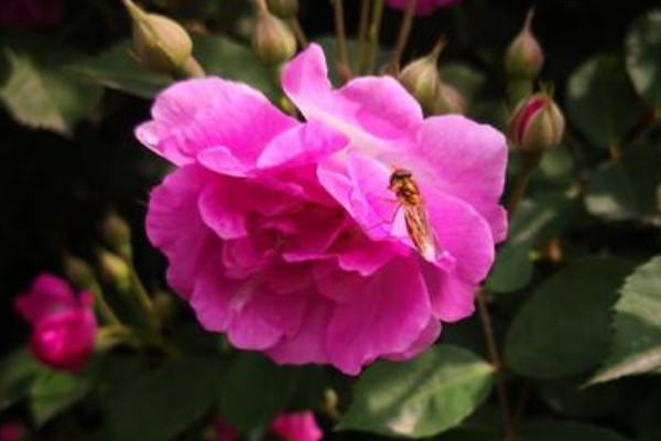 薔薇花為什麼是三種莖