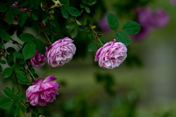 薔薇花為什麼是三種莖