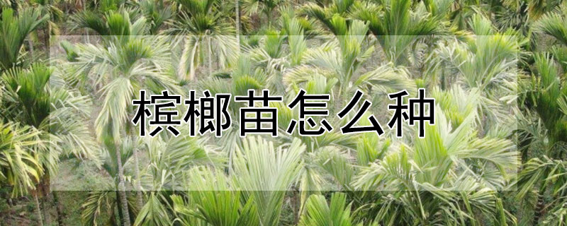 檳榔苗怎麼種