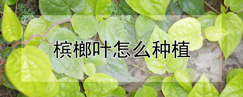 檳榔葉怎麼種植