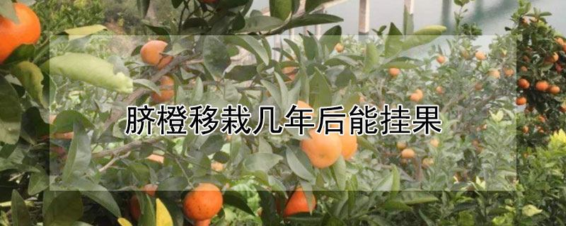 臍橙移栽幾年後能掛果