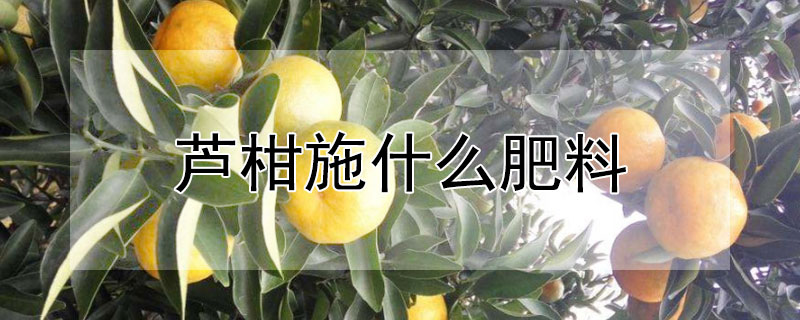 蘆柑施什麼肥料