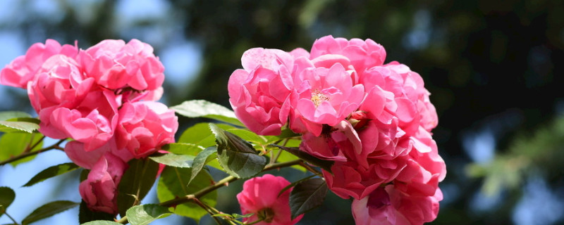 薔薇花枯萎怎麼救活