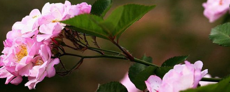 薔薇花春天可以修枝嗎