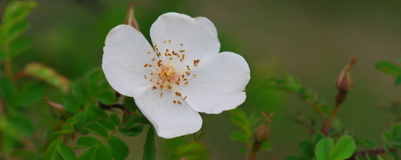 薔薇花夏天怎麼澆水