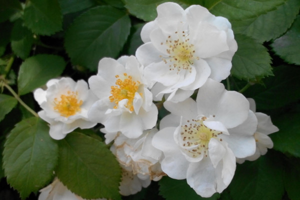 薔薇花夏天怎麼澆水