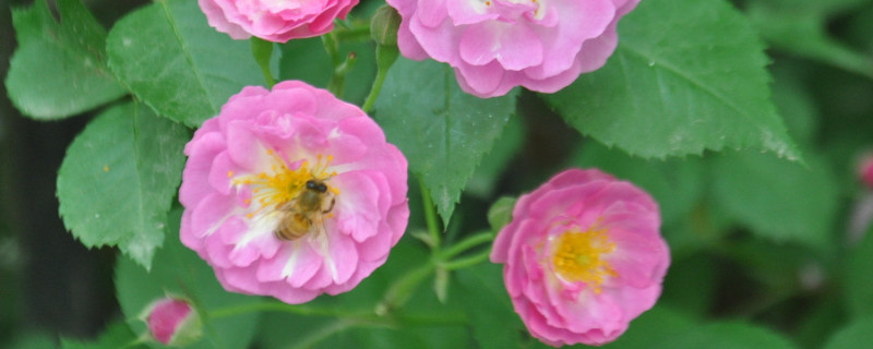 薔薇花冬天怎麼管理