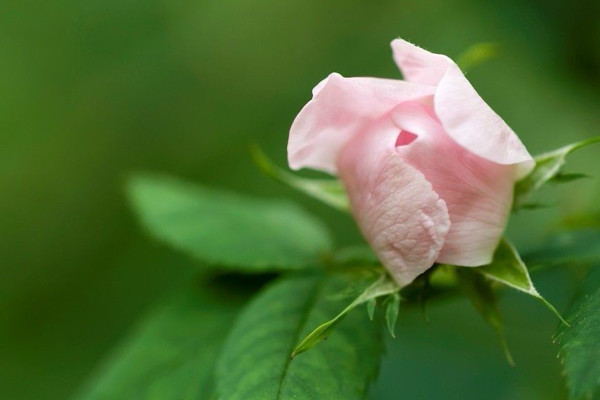 薔薇花冬天怎麼管理