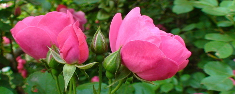 薔薇花放花瓶怎麼養