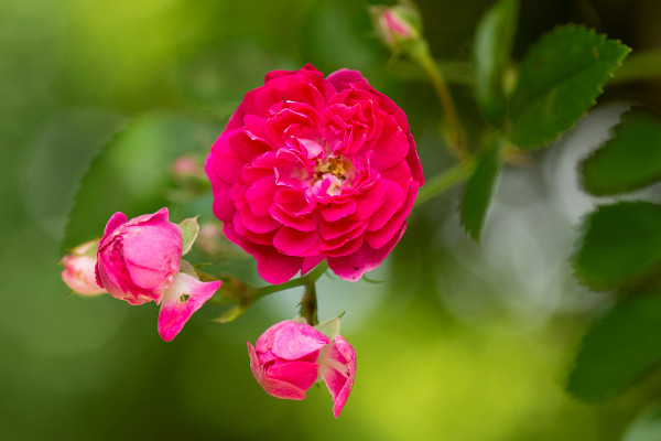 薔薇花放花瓶怎麼養