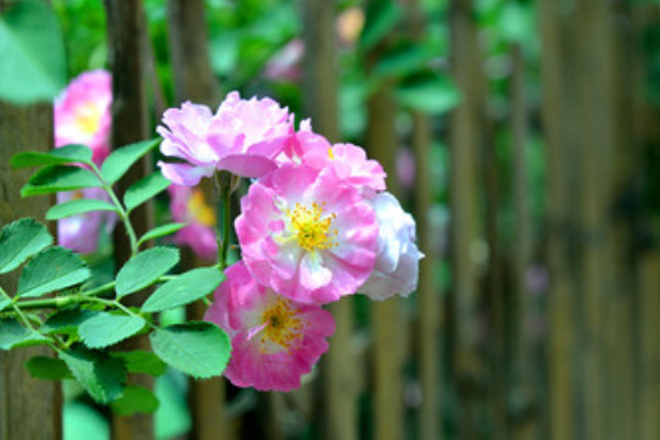 薔薇花放花瓶怎麼養