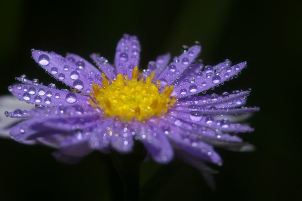 紫羅蘭鮮花蔫了怎麼辦