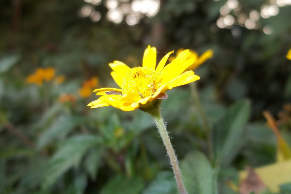 野菊花花語