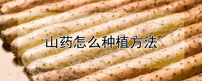 山藥怎麼種植方法