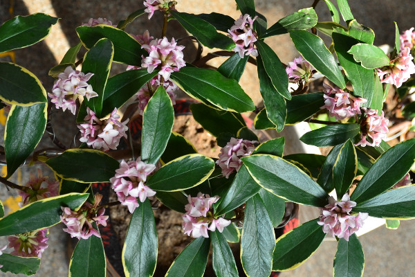 金邊瑞香花苞不開變黑