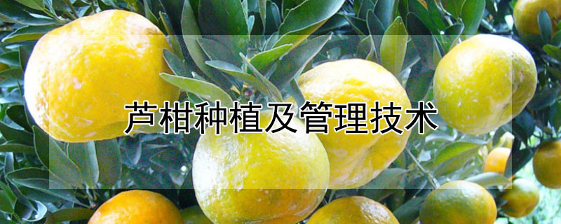 蘆柑種植及管理技術