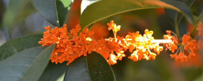 桂花樹葉子尖幹枯怎麼辦