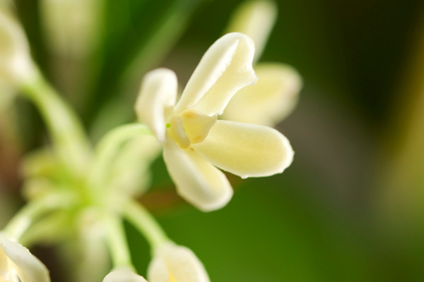 桂花樹葉子尖幹枯怎麼辦