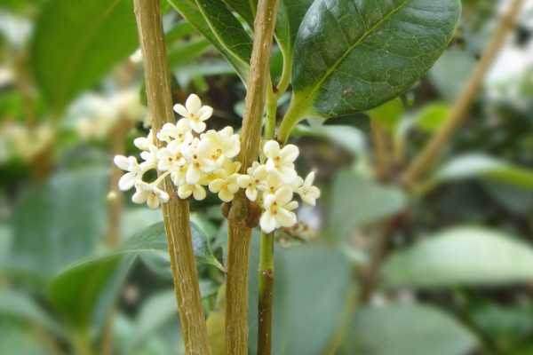 怎麼讓桂花樹快速發芽