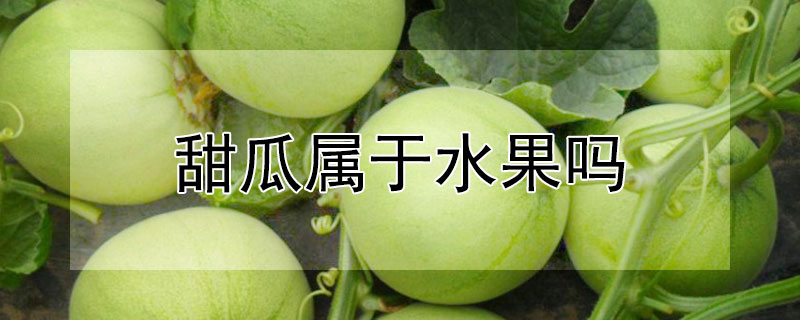 甜瓜屬於水果嗎