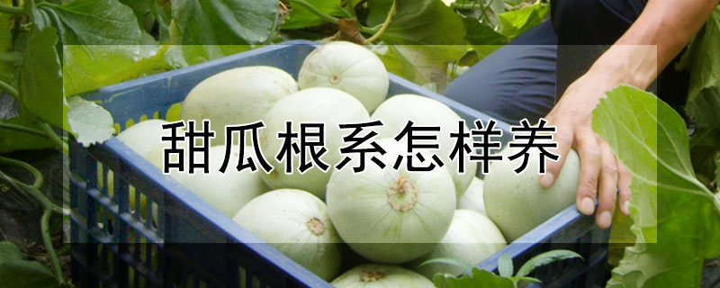 甜瓜根係怎樣養