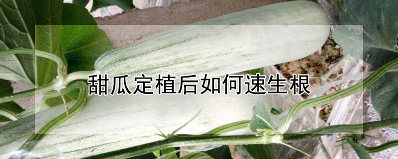 甜瓜定植後如何速生根