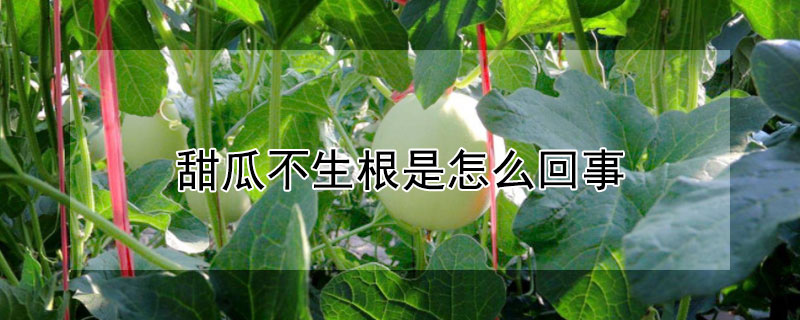 甜瓜不生根是怎麼回事