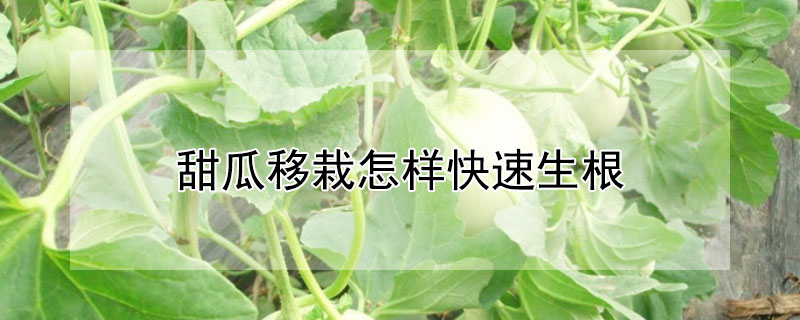 甜瓜移栽怎樣快速生根