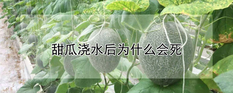 甜瓜澆水後為什麼會死