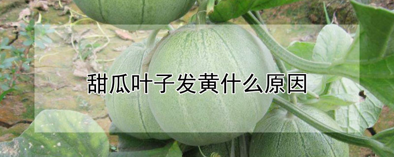 甜瓜葉子發黃什麼原因