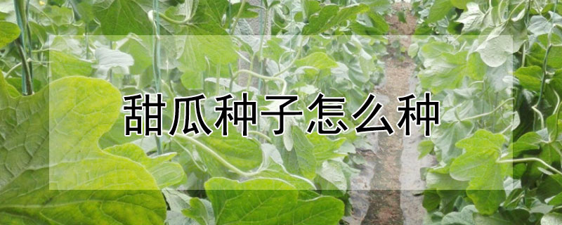 甜瓜種子怎麼種