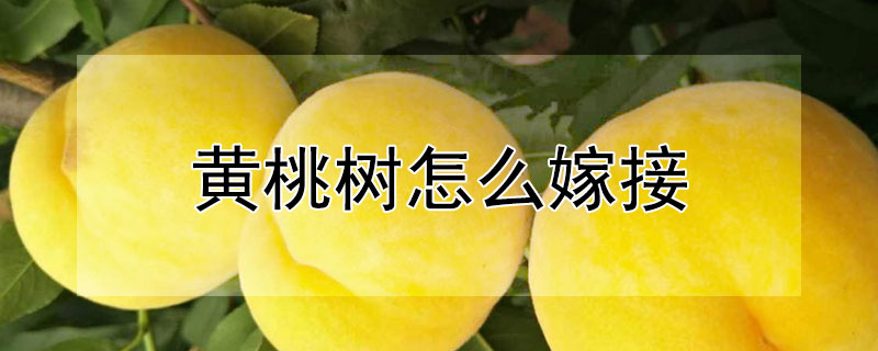 黃桃樹怎麼嫁接