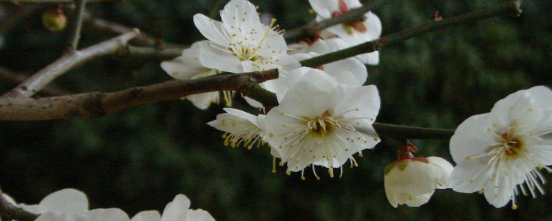 嫁接梅花用什麼樹