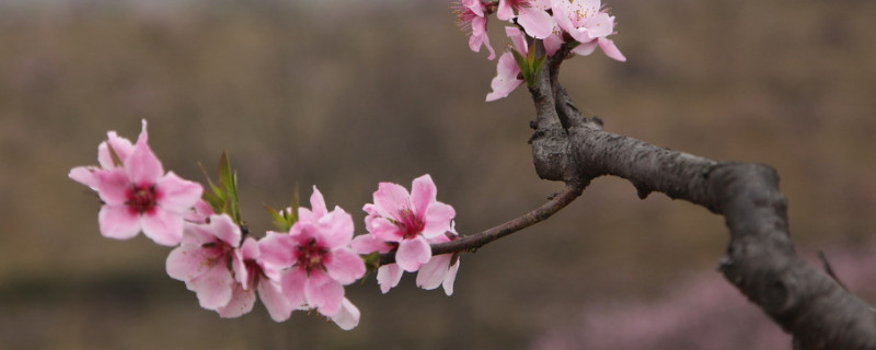 梅花葉子黃了怎麼辦