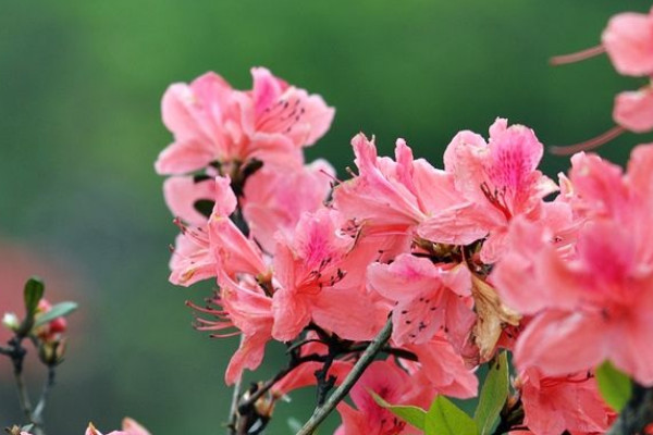 杜鵑花怎麼修剪才能讓花苞長的多