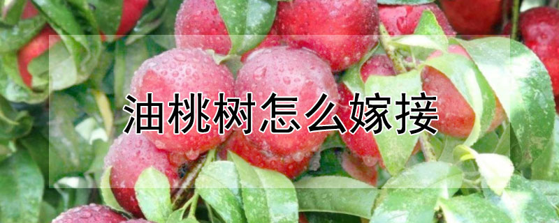 油桃樹怎麼嫁接