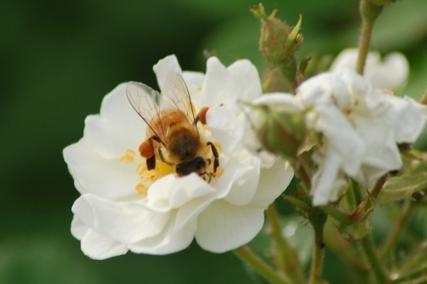 薔薇花能不能種在庭院