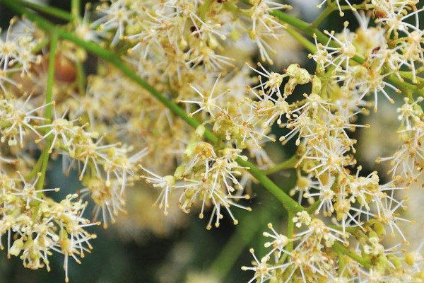 荔枝開花後怎樣管理