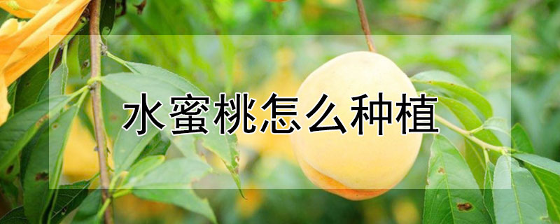 水蜜桃怎麼種植